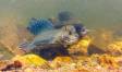 Arctic Grayling spawning-1 DSC_2319 Slide #00000-00000
