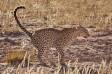 Backlit Kgalagadi Leopard marking territory IMG_3706 Slide #00000-00000