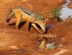 Black backed jackal drinking from a rainwater puddle _GS19160 Slide #00000-00000