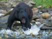 Black Bear has its pick of Salmon during the spawning run 1CGS4961 Slide #00000-00000
