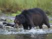 Black Bear in a pool of Dog Salmon 1CGS4848 Slide #00000-00000