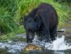 Black Bear pursuit of Salmon during the spawning run 1CGS5409 Slide #00000-00000