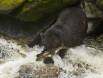 Black Bear securely grabbing Pink Salmon with both front claws and mouth _GS19056 Slide #00000-00000