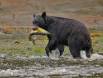 Black Bear with a teeth sprouting Chum Salmon 1CGS5889 Slide #00000-00000