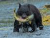 Black Bear with Dog Salmon catch 1CGS5731 Slide #00000-00000