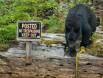 Black Bears cannot read 1CGS3244 Slide #00000-00000