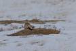 Black-footed Ferret atop prairie dog mound CGS_2011 Slide #00000-00000