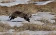 Black-footed Ferret CGS_7821 Slide #00000-00000