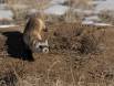 Black-footed Ferret hunting CGS_7804 Slide #00000-00000
