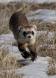 Black-footed Ferret hunting in the snow CGS_7780 Slide #00000-00000