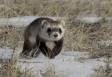 Black-footed Ferret on the hunt CGS_7770a Slide #00000-00000