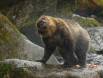 Bown Bear shaking off water _GS19126 Slide #00000-00000
