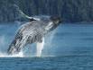 Breaching Humpback Whale CGS17558 Slide #00000-00000