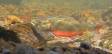 Brook Trout in Spawning regalia DSC_5051 Slide #00000-00000