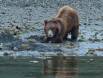 Brown Bear digging for clams 1CGS2478 Slide #00000-00000