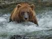 Brown Bear fishing in the middle of Hidden Creek 1CGS6199 Slide #00000-00000