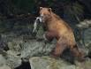 Brown Bear going into the timber with its Salmon catch 1CGS6047 Slide #00000-00000