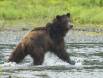 Brown Bear runs through Pack Creek at the approach of another Bear 1CGS3916 Slide #00000-00000
