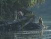 Brown Bear siblings scavenging Anan Creek Lagoon for wounded Salmon 1CGS1220 Slide #00000-00000