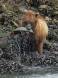 Brown Bear sow reels in her catch 1CGS6017 Slide #00000-00000