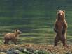 Brown Bear sow stands while cub watches 1CGS5390 Slide #00000-00000