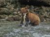 Brown Bear sow with Chum Salmon catch 1CGS5478 Slide #00000-00000