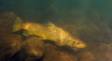 Brown Trout portrait DSC_0730a Slide #00000-00000