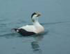 Common Eider drake displaying in courtship behavior 1CGS1794 Slide #00000-00000
