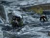 Dog or Chum Salmon develop teeth during the spawning run 1CGS4127 Slide #00000-00000