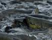 Dog Salmon develop teeth during the spawning run 1CGS4115 Slide #00000-00000
