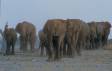 Elephant herd returning to their forest habitat from watering 05400-24515 CGS3339 Slide #00000-00000