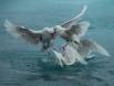 Feeding frenzy of a group of first year Icelandic Gulls 1CGS1843-1 Slide #00000-00000