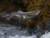Female Pink Salmon leaping out of the water IMG_5830 Slide #00000-00000