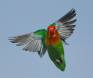 Fishers lovebird in flight _GS19441 Slide #00000-00000