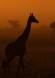 Giraffe in pre-dawn light _MG_3815 Slide #00000-00000