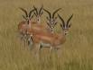 Grants gazelle huddle _MG_4831 Slide #00000-00000