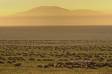 Herds of wildebeest as far as the eye can see during the rainy season in the Serengeti _MG_4601 Slide #00000-00000