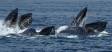 Humpback Whales bubble feeding 1CGS6930 Slide #00000-00000