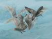 Icelandic Gulls argue over positioning on an ice block 1CGS1084-2 Slide #00000-00000