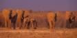 Late afternoon light graces a group of Elephants 05400-24815 CGS3356 Slide #00000-00000