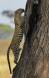 Leopard climbing Acacia Tree _GS10580 Slide #00000-00000