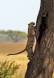 Leopard climbing into a tree _GS10573 Slide #00000-00000