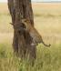Leopard climbing into Umbrella Acacia Tree _MG_5257 Slide #00000-00000