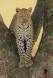 Leopard coming down from its roost in a Sausage Tree _GS13074 Slide #00000-00000