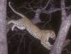 Leopard jumping from branch to branch at night 05880-01017 Slide #00000-00000