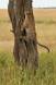 Leopard jumping up into a Acacia Tree _MG_5258 Slide #00000-00000