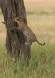 Leopard jumping up into a tree _MG_5257 Slide #00000-00000