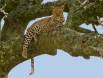 Leopard resting in a Sausage Tree _GS12869 Slide #00000-00000