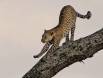 Leopard stretching _GS10780 Slide #00000-00000