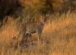 Leopard watches and waits in bushvelt habitat in Hwanke National Park Zimbabwe Slide #00000-00000